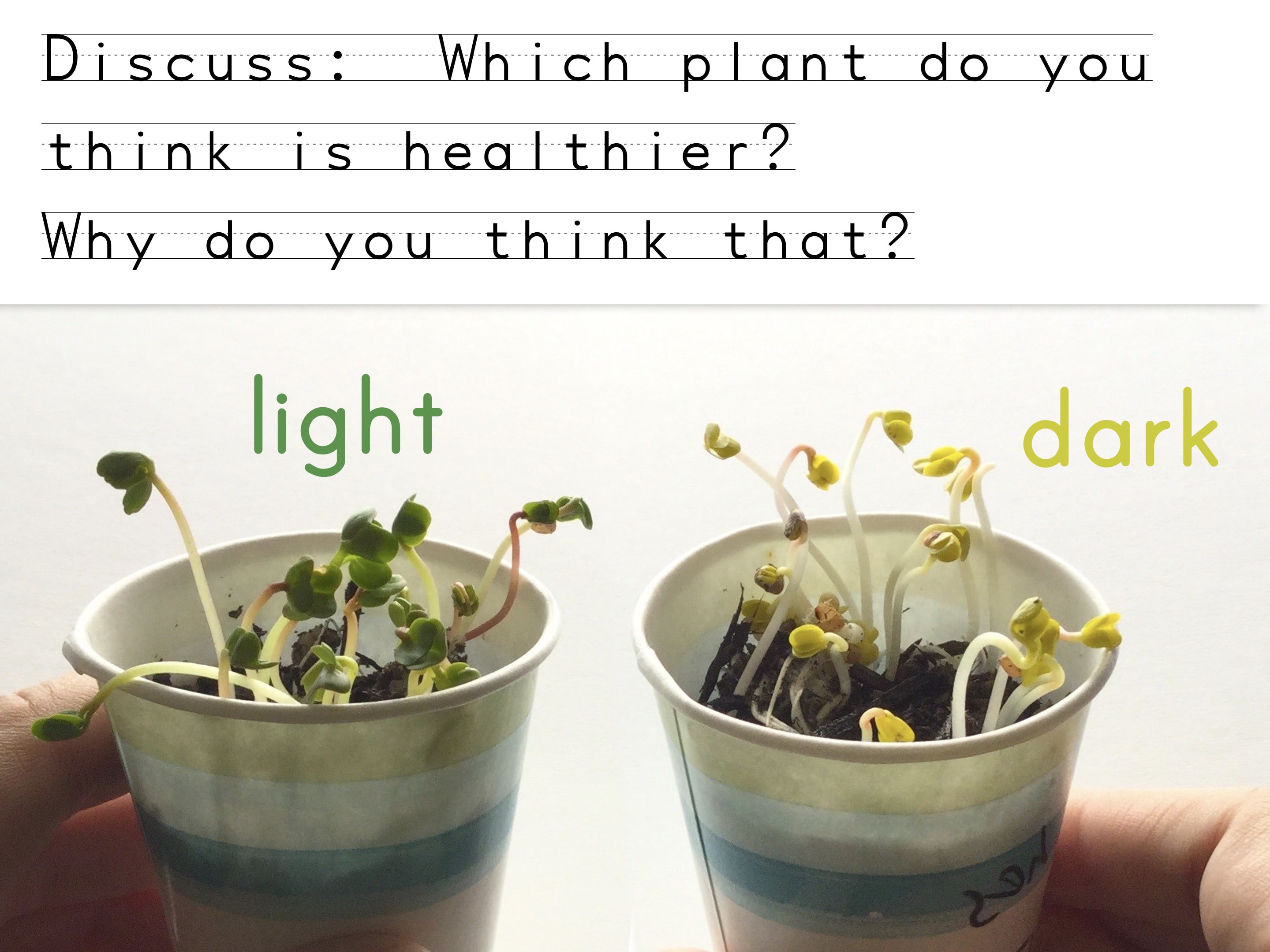 What Happens If You Grow a Plant in the Dark?
