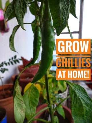 Green Chilli Plant Growing Step by Step