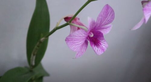 Factors Affecting Orchid Stem Reblooming