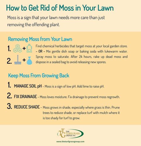 How Can I Get Rid of the Sparse Grass Without Killing the Moss?