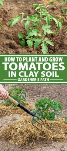 How to Help Plants Grow in Clay Soil?