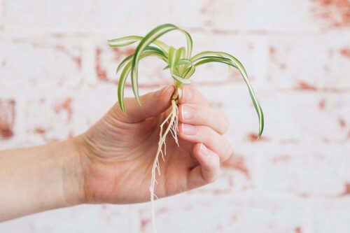 When Do Spider Plants Grow Babies?