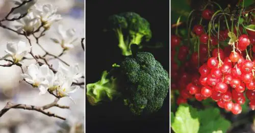 Why Can'T Plants Grow in Acidic Soil?