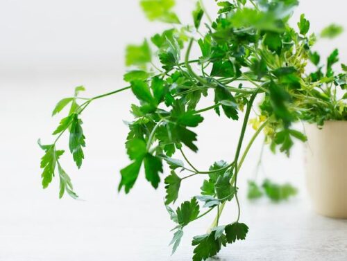 Keep These Herbs on A Kitchen Windowsill to Take Your Dishes to The Next Level