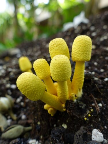 Are Yellow Mushrooms Edible, Poisonous? (Leucocoprinus Birnbaumii)  