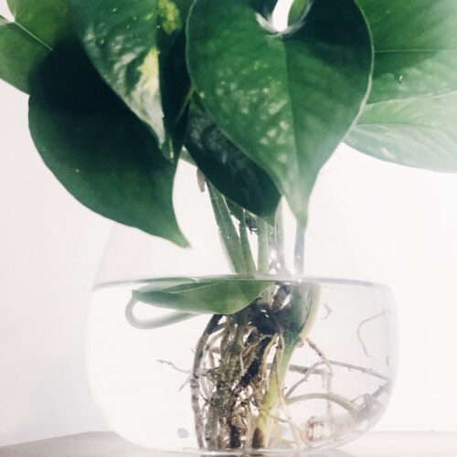Best Plant to Grow for Money?