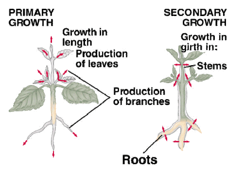 What Is the Difference Between Primary And Secondary Plant Growth?
