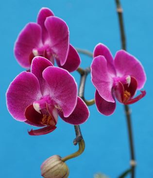 grow orchids