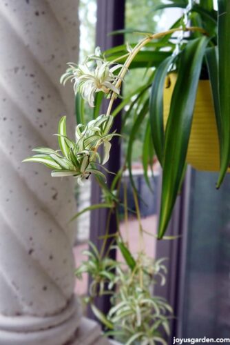 When Do Spider Plants Grow Babies?