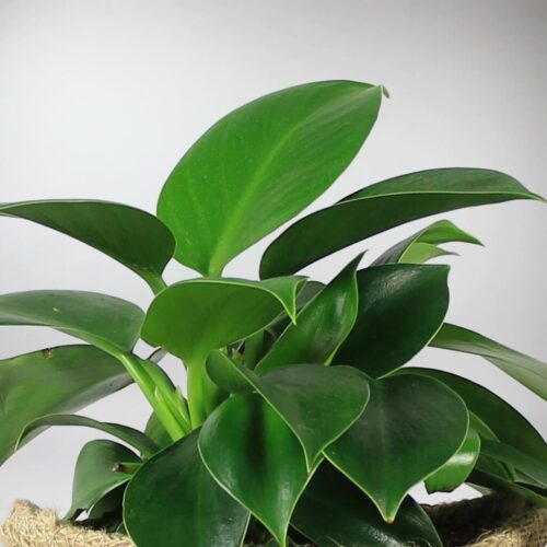 Philodendron Green Princess Vs Imperial Green - What is Better?  