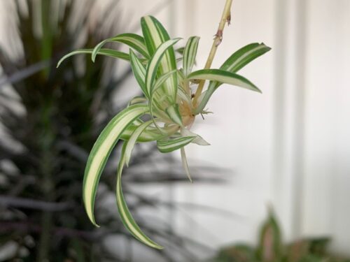 When Do Spider Plants Grow Babies?