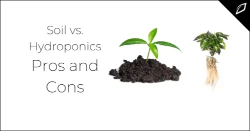 Pros And Cons of Growing Plants in Soil