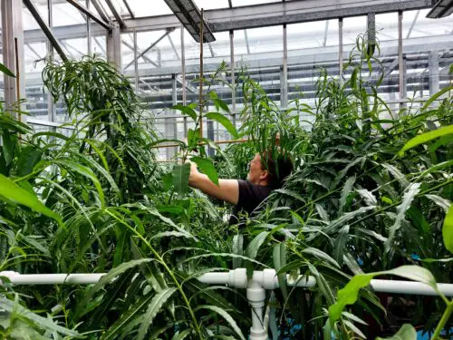 Why Should We Grow More Plants And Trees?