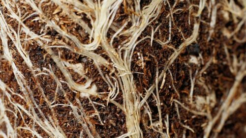What Is the Meaning of Plant Root Growth?  