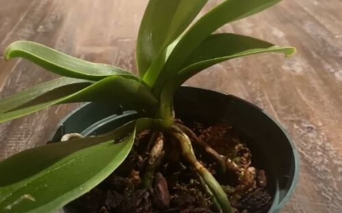WHY Your Orchids AREN’T BLOOMING