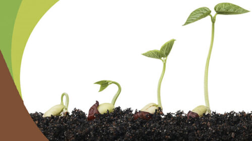 Which Plants Grow in Coco Peat?