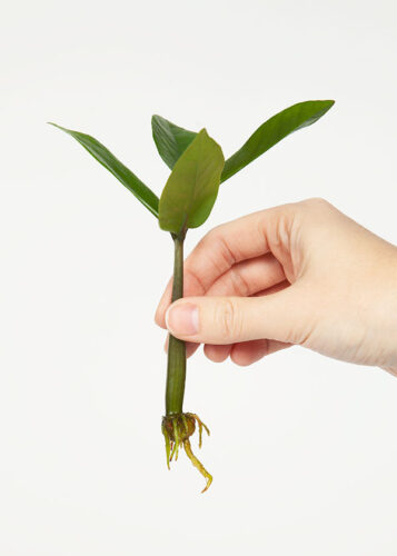 How to Help Zz Plant Grow?  