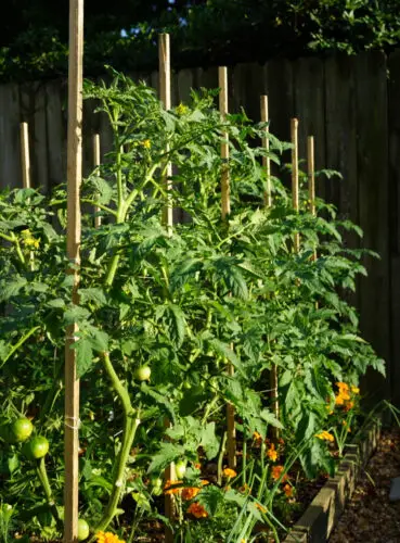Why Do Some Plants Need Support to Grow?  