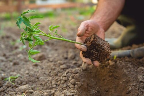 Pros And Cons of Growing Plants in Soil