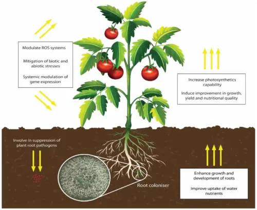 How to Improve Tomato Plant Growth?