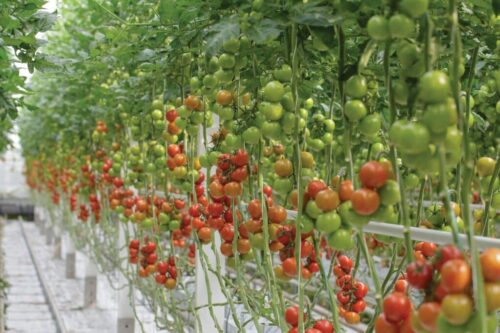 What to Do When Tomato Plants Grow Too Tall?