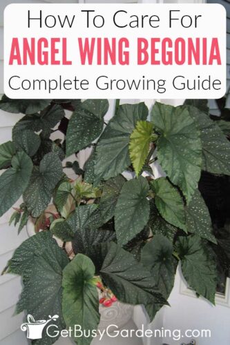 Angel Wing Begonia Outdoor Care (How I Grow Them Successfully)  