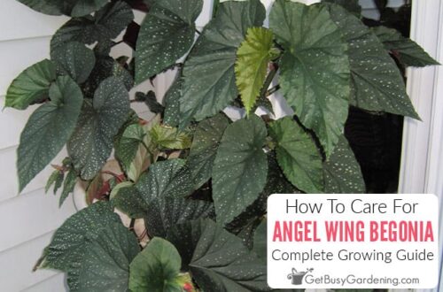 Angel Wing Begonia Outdoor Care (How I Grow Them Successfully)  