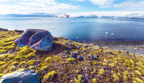 Where Do Plants Grow in Antarctica?
