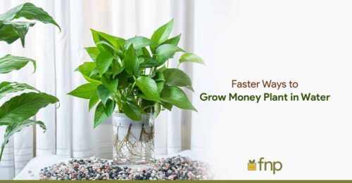 How to Improve Money Plant Growth?