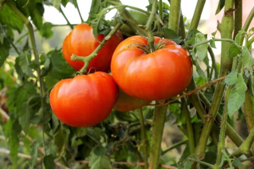 How to Improve Tomato Plant Growth?