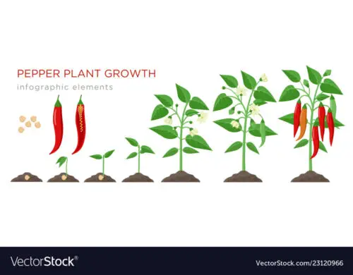 Red Chilli Plant Growing Step by Step