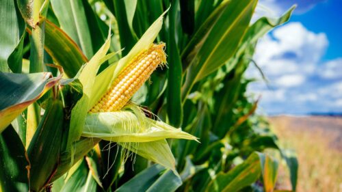 Are Crops And Plants the Same Thing?