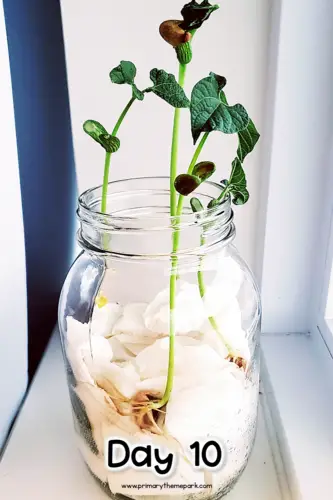 How Much Do Plants Grow in a Day?  