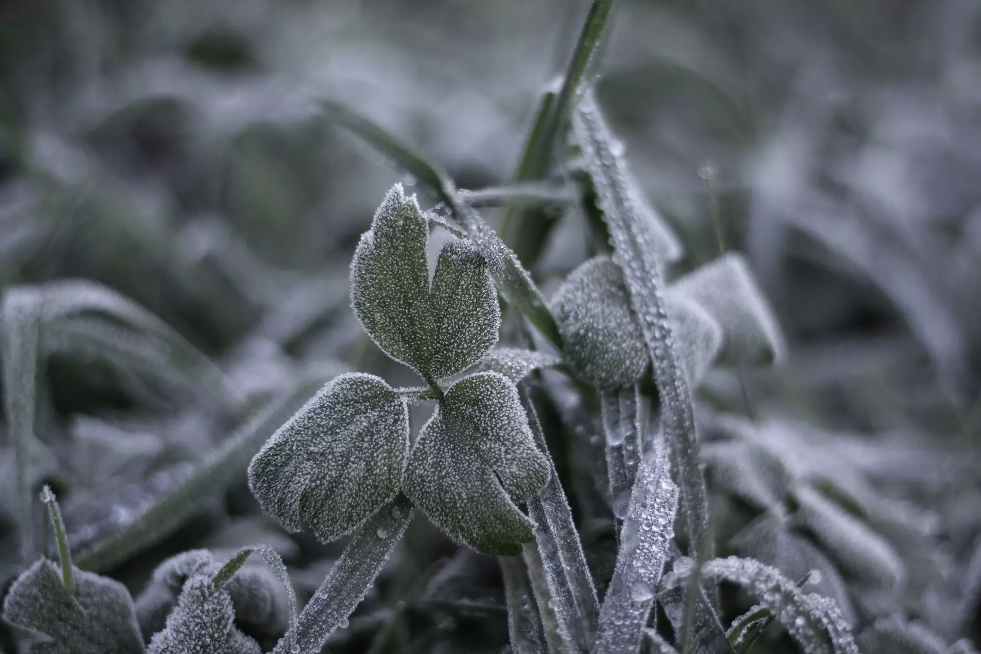 Why Can'T Plants Grow in Cold Weather?