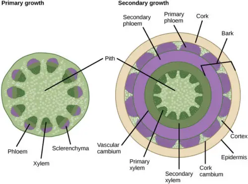 What Is the Difference Between Primary And Secondary Plant Growth?