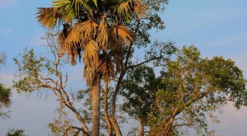Can Brown Palm Leaves Turn Green Again?  