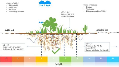 Why Can'T Plants Grow in Acidic Soil?