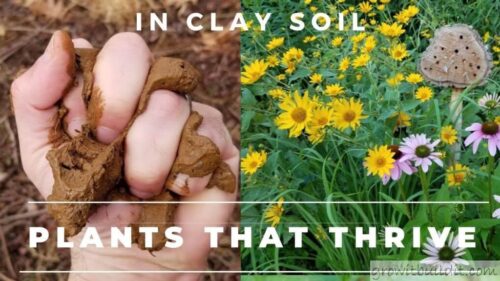 How to Help Plants Grow in Clay Soil?