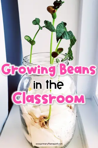 Grow Bean Plant Step by Step  