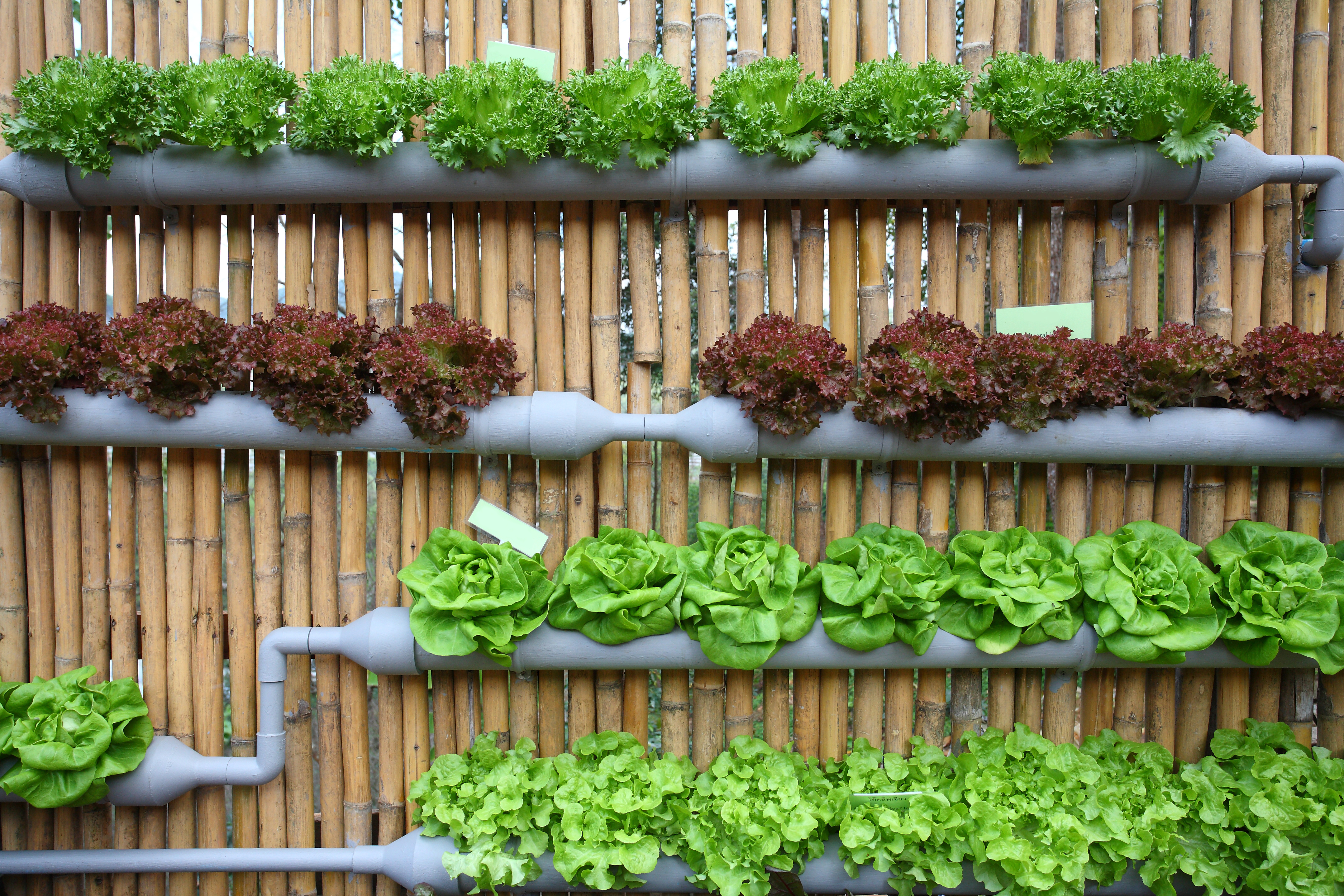 Pros And Cons of Growing Plants in Soil