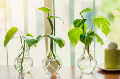 Best Plant to Grow for Money?