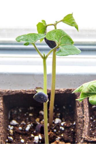 Grow Bean Plant Step by Step  