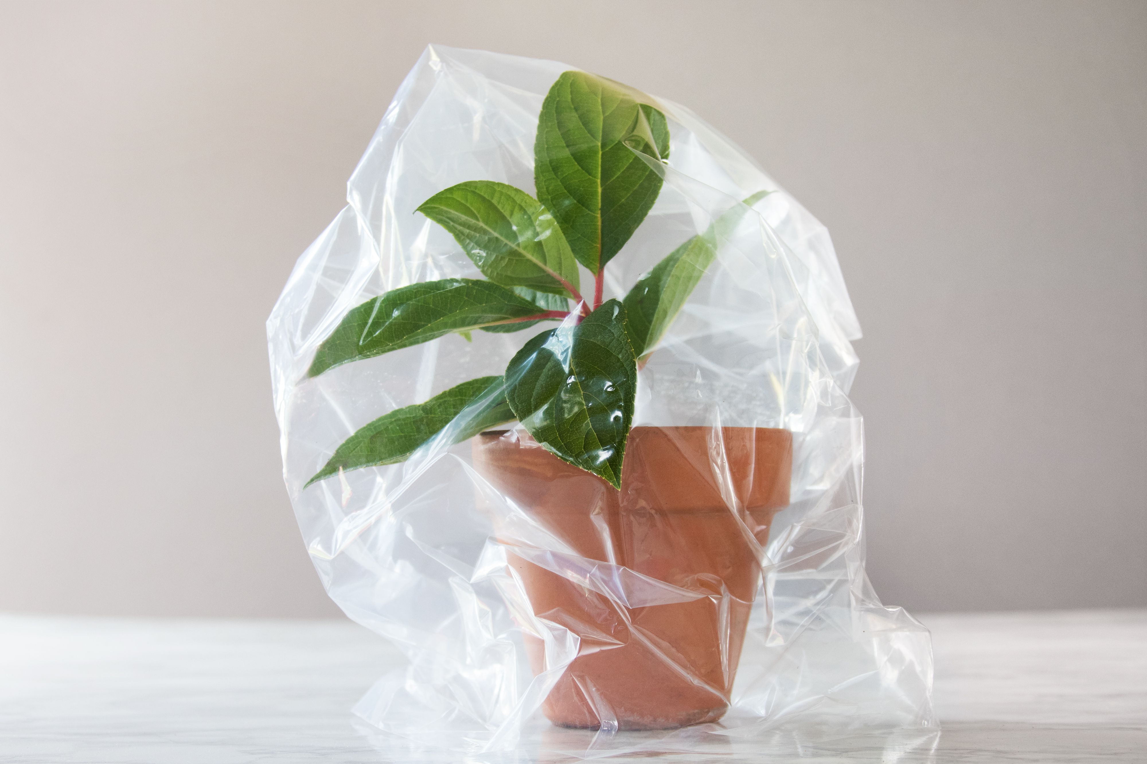 When Is the Best Time to Grow Plants from Cuttings?