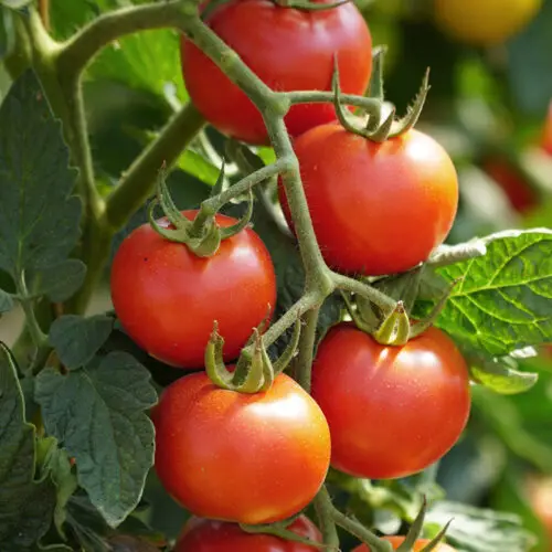 How to Improve Tomato Plant Growth?