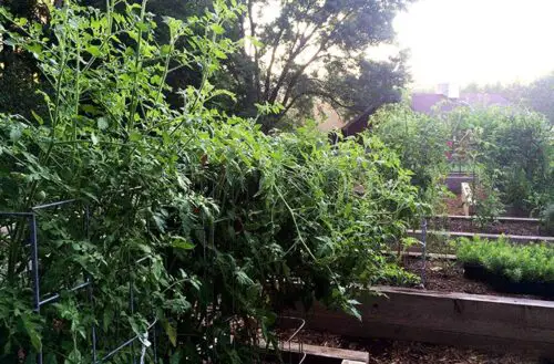 What to Do When Tomato Plants Grow Too Tall?