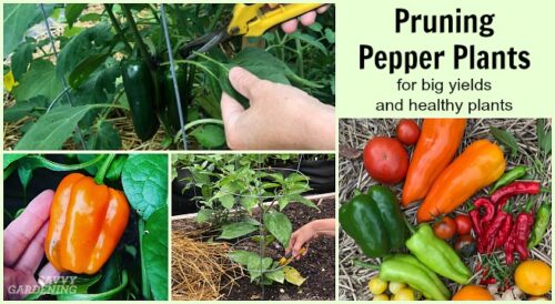 How to Improve Pepper Plant Growth?