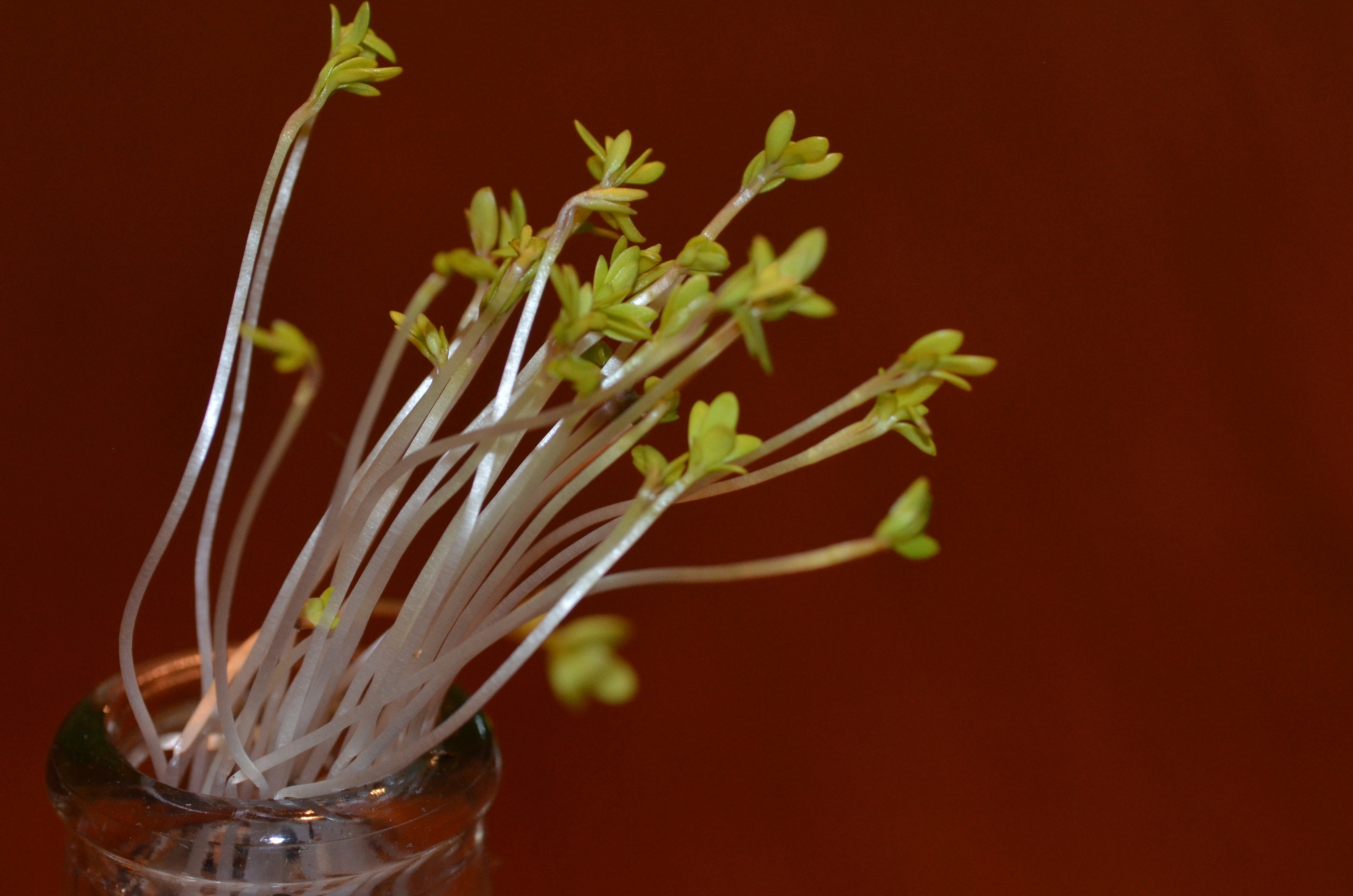 What Happens When Plants Grow Toward Sunlight?