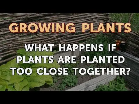 What Happens If Plants Grow Too Close Together?