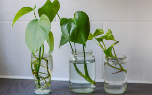 When Is the Best Time to Grow Plants from Cuttings?