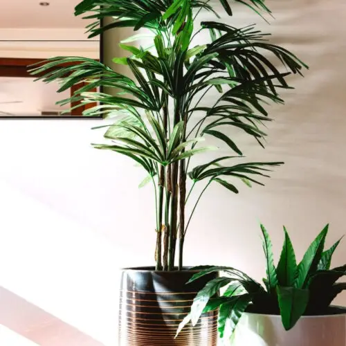 How Can I Increase My Plant Growth Naturally?